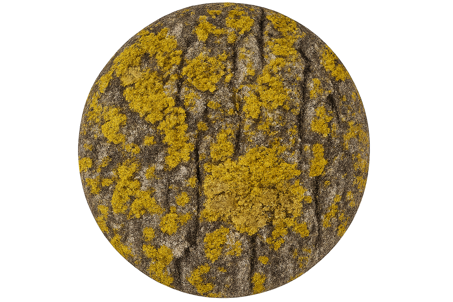 Lichen buildup
